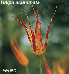 Tulipa – Gruppo 15 (specie) acuminata