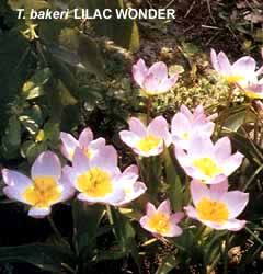 Tulipa – Gruppo 15 (specie) bakeri LILAC WONDER - Image 3