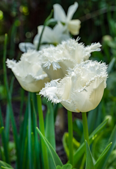 Tulipa – Gruppo 07 (sfrangiati) HONEYMOON® - Image 3