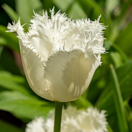 Tulipa – Gruppo 07 (sfrangiati) HONEYMOON® - Image 2