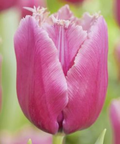 Tulipa – Gruppo 07 (sfrangiati) LOUVRE