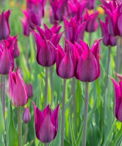 Tulipa – Gruppo 06 (liliumformis) PURPLE HEART