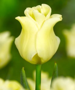 Tulipa – Gruppo 03 (trionfo) YELLOW CROWN