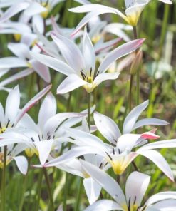 Tulipa – Gruppo 15 (specie) clusiana stellata