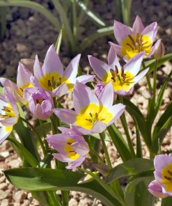 Tulipa – Gruppo 15 (specie) saxatilis